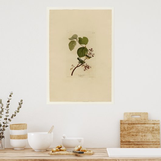 Poster Paruline de pin (Cuisine)