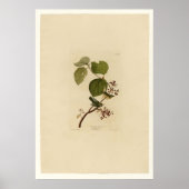 Poster Paruline de pin (Devant)