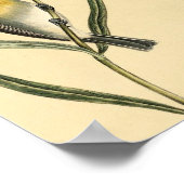 Poster Paruline jaune vintage (Coin)