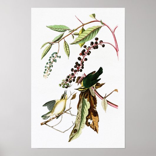 Poster Paruline John Audubon Oiseaux d'Amérique (Devant)