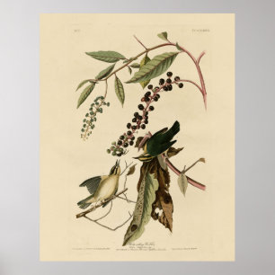 Poster Paruline mangeuse de vers - Audubon's Birds of Ame