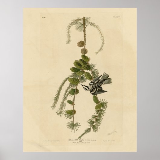 Poster Paruline noire et blanche - Audubon's Birds of Ame (Devant)