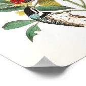 Poster Paruline par John James Audubon (Coin)