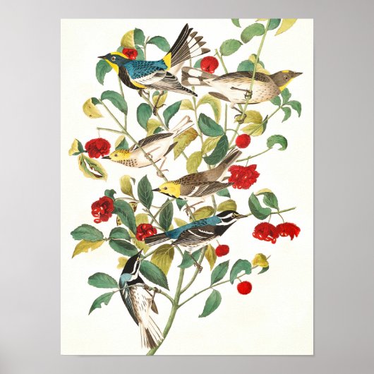 Poster Paruline par John James Audubon (Devant)