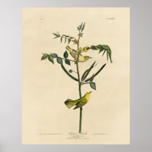 Poster Paruline pour enfants d'Audubon's Birds of America
