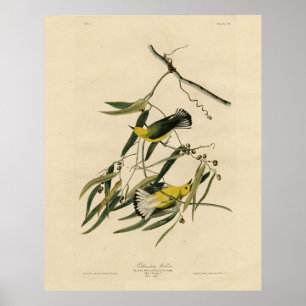 Poster Paruline protonotaire - Audubon's Birds of America