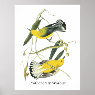 Poster Paruline protonotaire, John Audubon