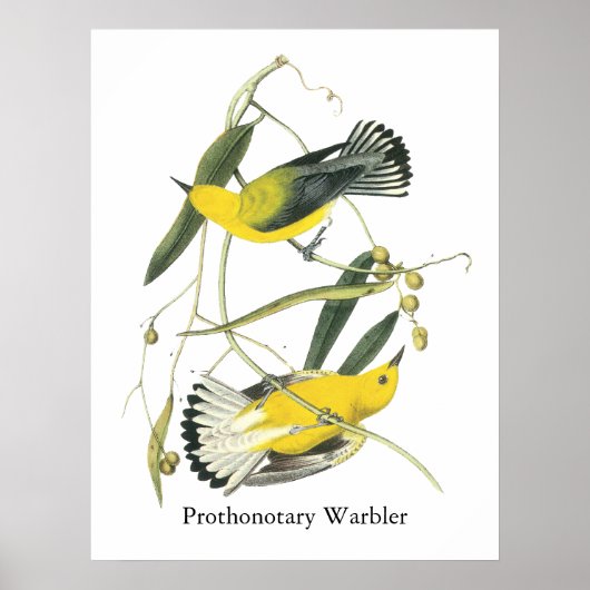 Poster Paruline protonotaire, John Audubon (Devant)