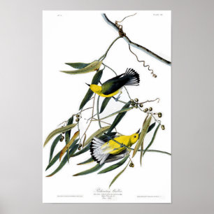Poster Paruline protonotaire John James Audubon Oiseaux