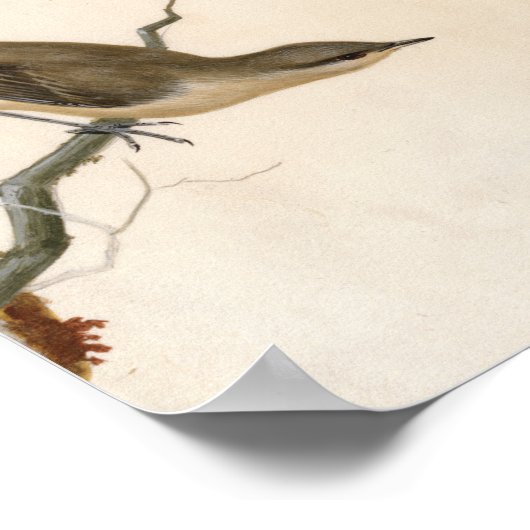 Poster Paruline Reed Wren | William Lewin (Coin)