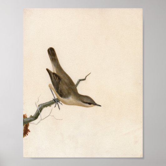 Poster Paruline Reed Wren | William Lewin (Devant)