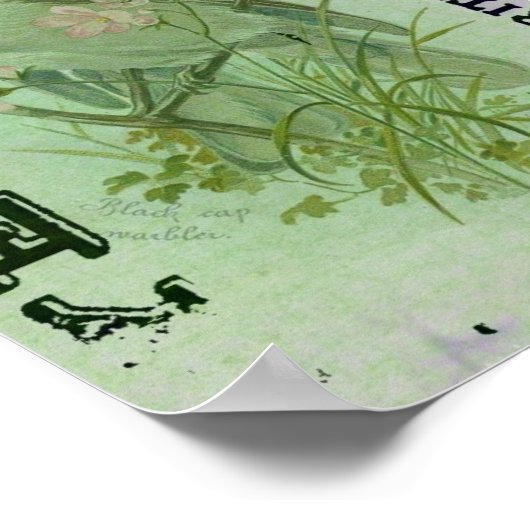 Poster Paruline Vintage (Coin)