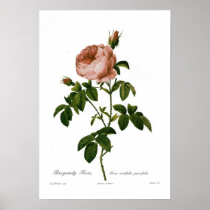 Poster Parvifolia de centifolia de Rosa