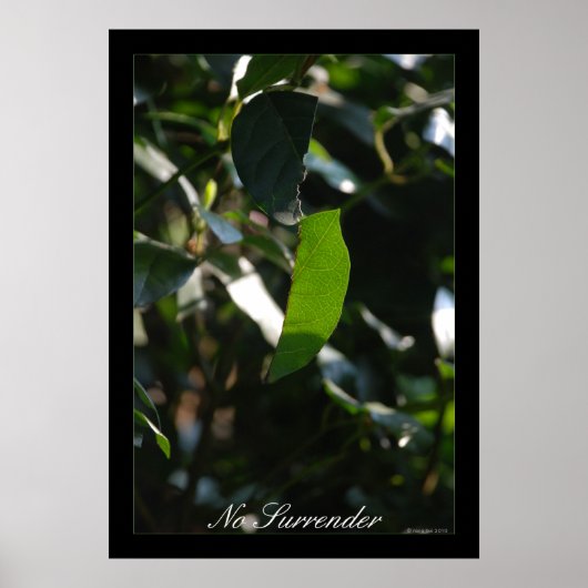 Poster Pas d'affiche de remise (Devant)