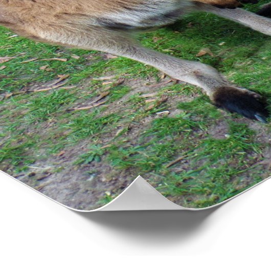 Poster Pas maintenant Skippy (Coin)