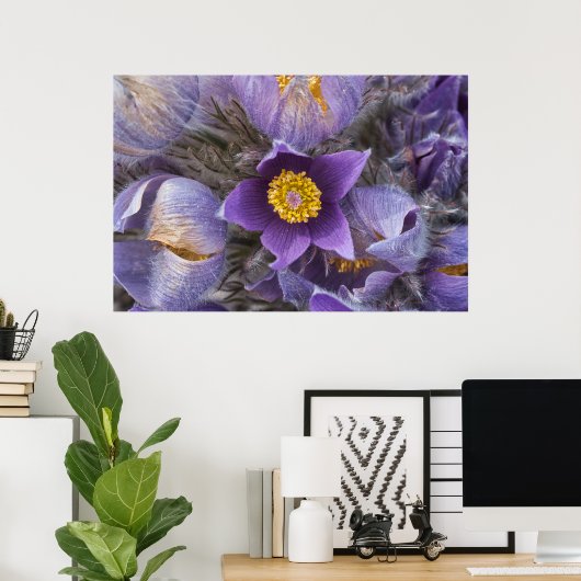 Poster Pasqueflower (Thuiskantoor)