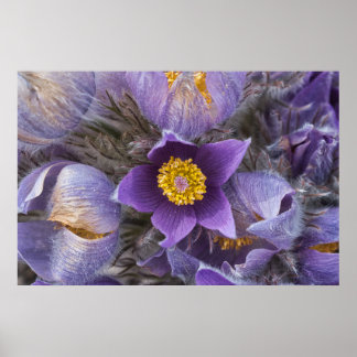 Poster Pasqueflower