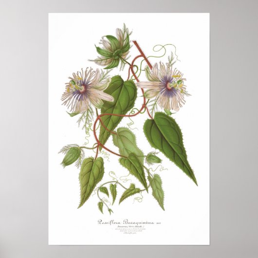 Poster Passiflora baraquimima (Devant)