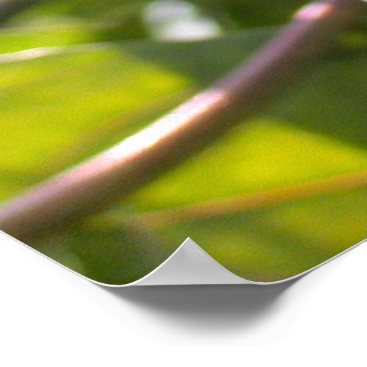 Poster Passiflora edulis forma flavicarpa (Coin)