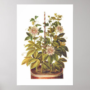 Poster Passiflora incarnata