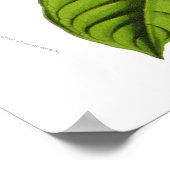 Poster Passiflora quadrangularis decaisneana (Coin)