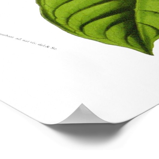 Poster Passiflora quadrangularis decaisneana (Coin)