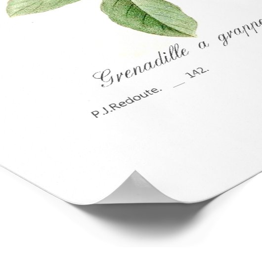 Poster Passiflora racemosa (Coin)