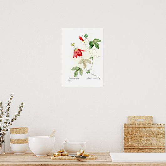 Poster Passiflora racemosa (Cuisine)