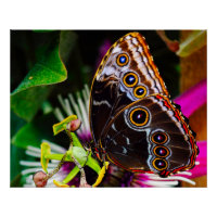 Passiflora VIOLACEA et un papillon morpho bleu