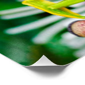 Poster Passiflora VIOLACEA et un papillon morpho bleu (Coin)