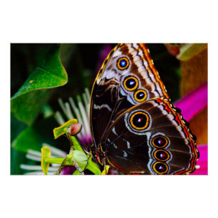 Poster Passiflora VIOLACEA et un papillon morpho bleu