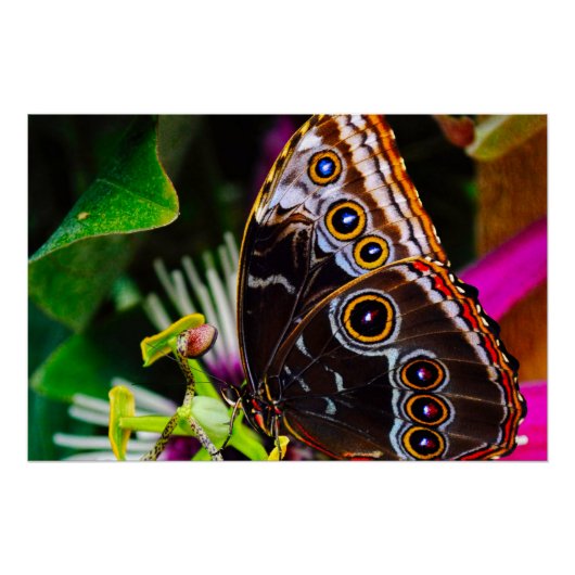 Poster Passiflora VIOLACEA et un papillon morpho bleu (Devant)