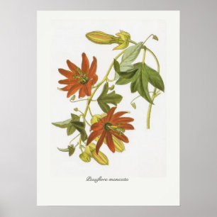 Poster Passiflore manicata