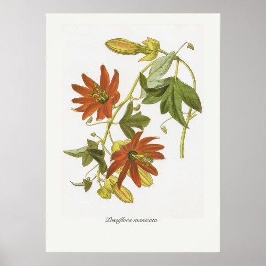 Poster Passiflore manicata (Devant)
