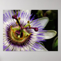 Passion Fruit Flower Poster, 16X12