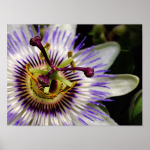 Poster Passion Fruit Flower Poster, 16X12