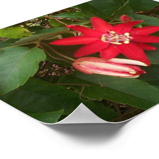 Poster Passion rouge (Coin)