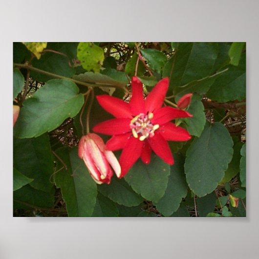 Poster Passion rouge (Devant)