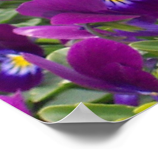 Poster Passion violette (Coin)