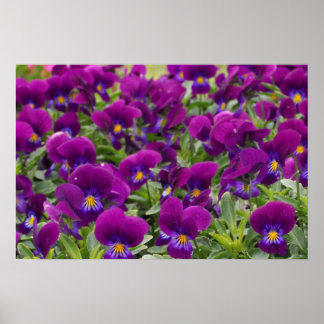 Poster Passion violette