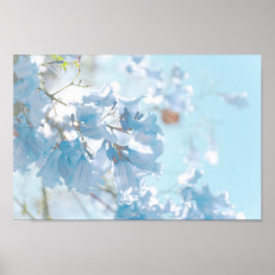 Poster Pastel Bleu Doux Jacaranda Arbre Fleurs Fleurs