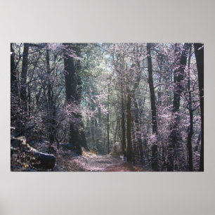 Poster Pastel Ice Coated Forest Hot Springs Mt Trail