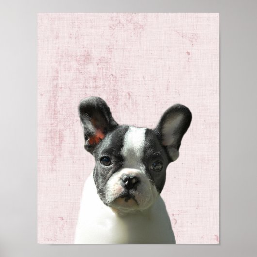 Poster Pastel Pink Peekaboo Boston Terrier Puppy Nursery (Devant)