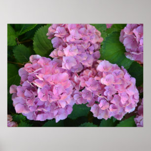 Poster Pastel rose Hortensia hydrangea fleurs