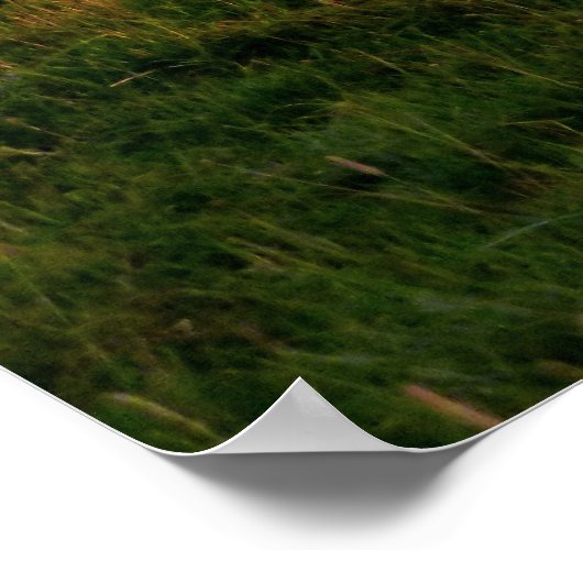 Poster Pasture de l'Angus noir (Coin)