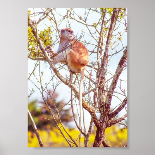 Poster Patas dans un arbre (Devant)