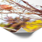Poster Patas dans un arbre (Coin)
