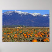 Poster Patch Citrouille Flathead Valley Montana (Devant)