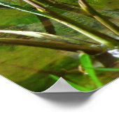 Poster Patch de Taro hawaïen (Coin)