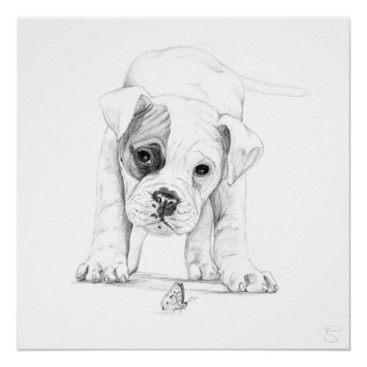 Poster Patch D'Une Boxer Puppy (Devant)